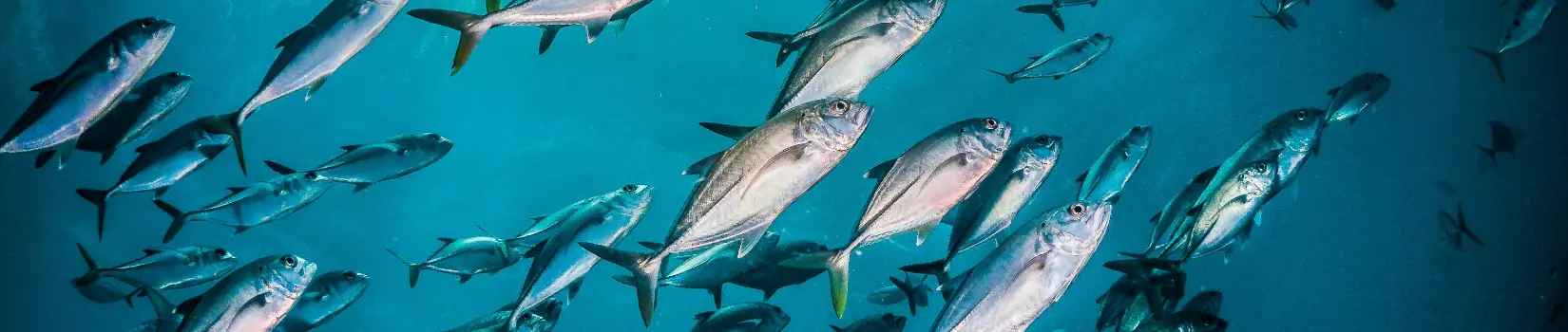 Atun Ecuador